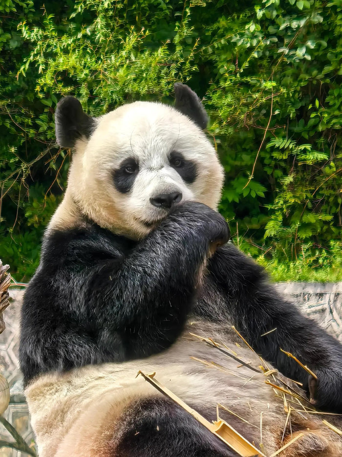 Chengdu