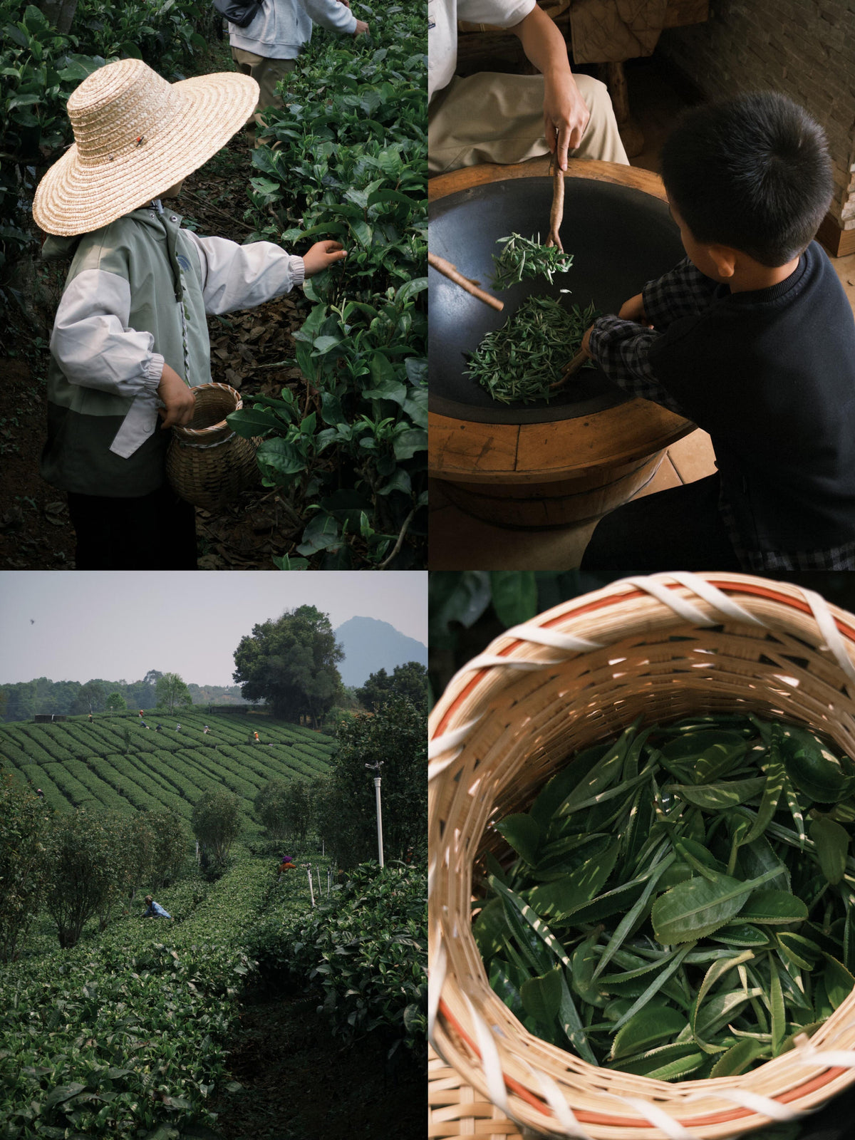 7-Day South China Family Discovery Tour
